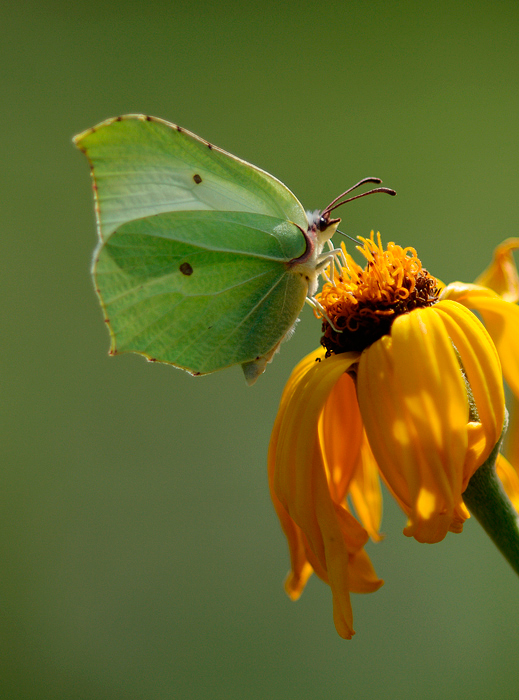 Gonepteryx rhamni f. - Fauna