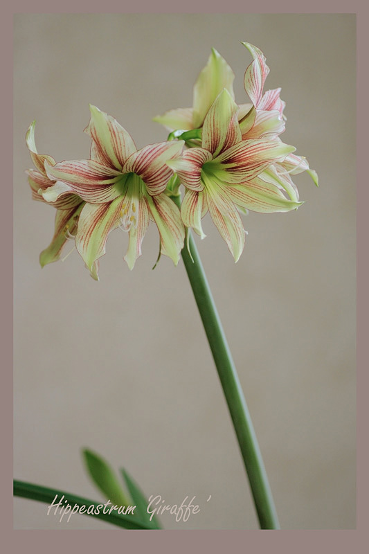 Hippeastrum 'Giraffe' 5 - Windowsill Garden