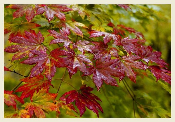 Acer pseudosieboldianum 1 - Trees and Shrubs