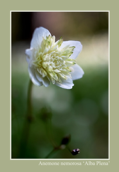 Anemone nemorosa 'Alba Plena' - Garden perennials