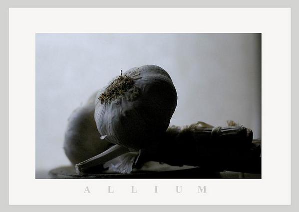 Garlic - Still Life