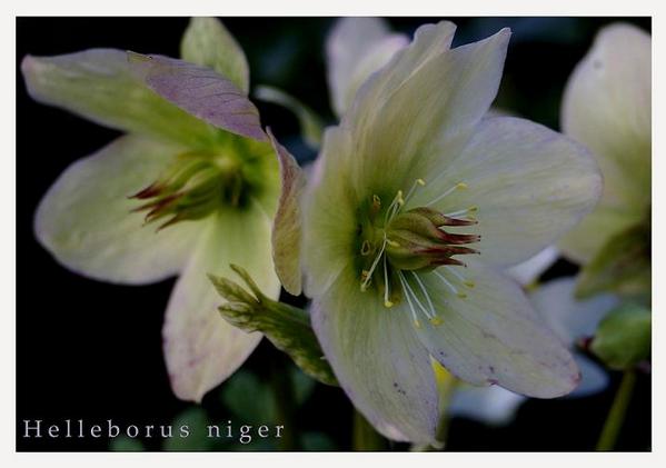 Helleborus niger 4 - Garden perennials