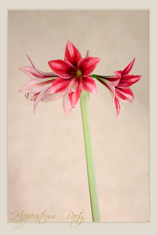 Hippeastrum 'Party' 1 - Windowsill Garden