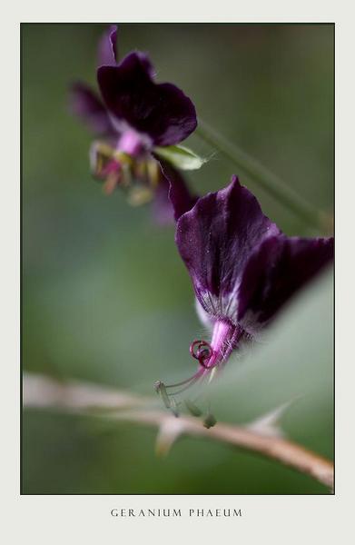 Geranium phaeum 2 - Garden perennials