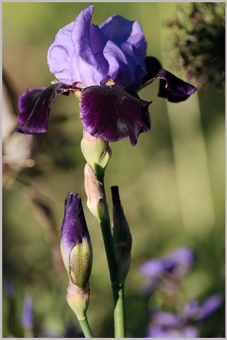 Iris germanica 'Lothario' - Garden perennials