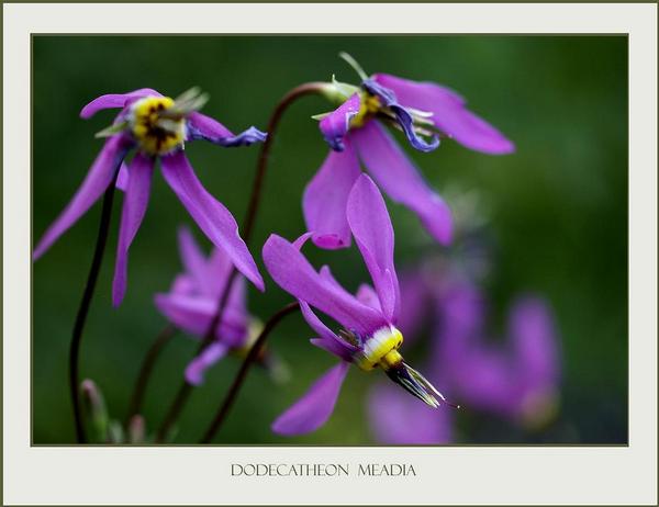 Dodecatheon meadia 1 - Garden perennials