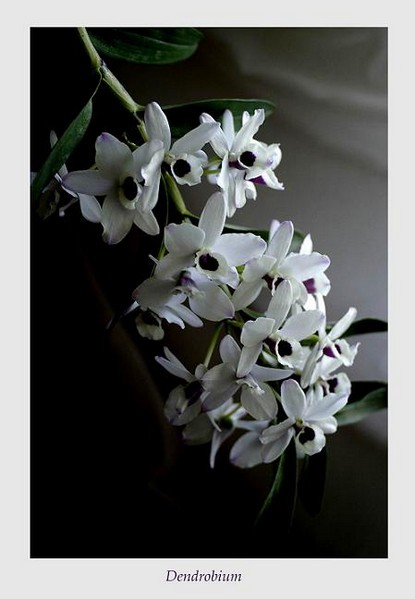 Dendrobium nobile hybr. 1 - Orchids