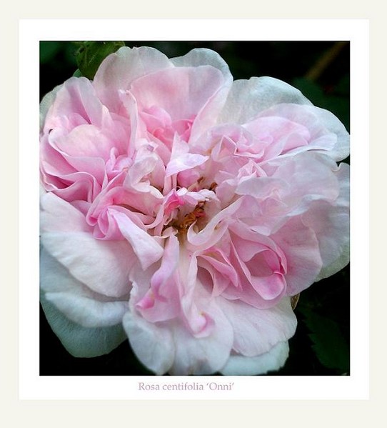 Rosa centifolia 'Onni' 2 - Roses
