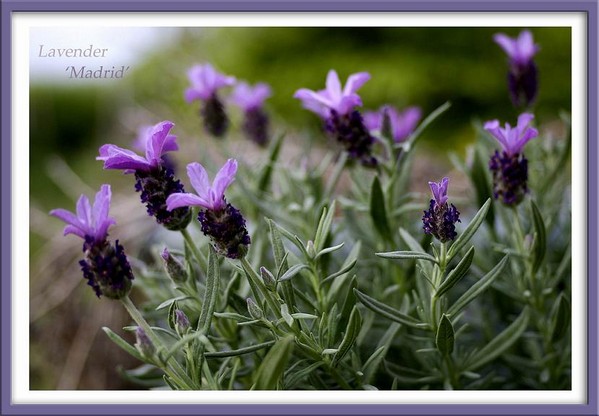 Lavender 'Madrid' - Garden perennials