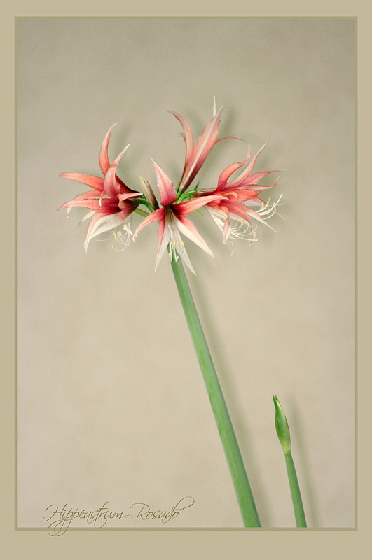 Hippeastrum 'Rosado' 2 - Windowsill Garden