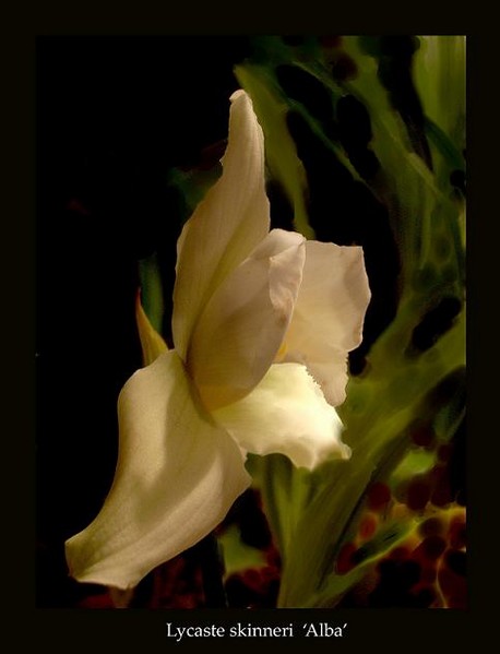 Lycaste skinneri 'Alba' - Orchids