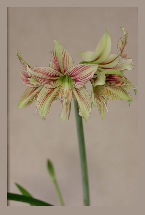 Hippeastrum 'Giraffe' 2 - Windowsill Garden