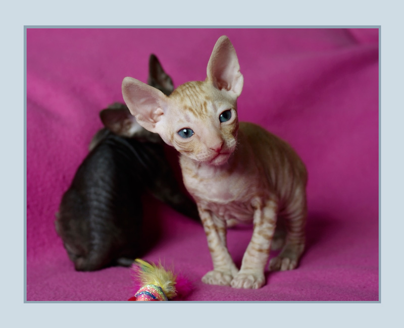 Dexter 3 weeks - 1 - Mimmi's kittens