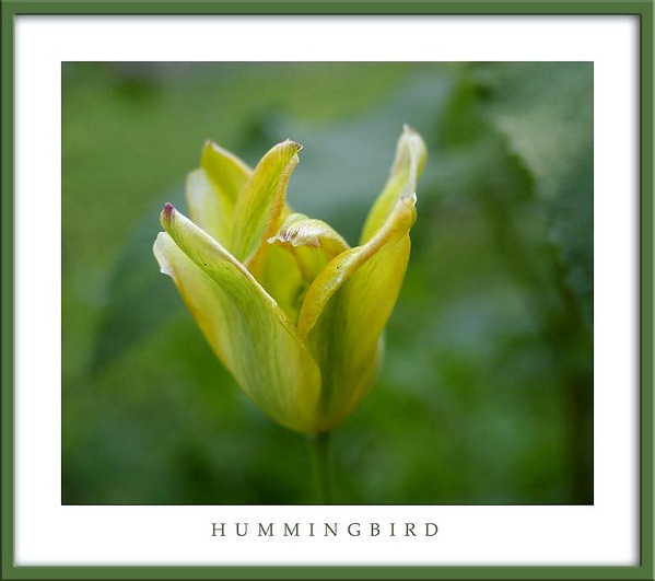 Tulipa 'Hummingbird' - Garden perennials