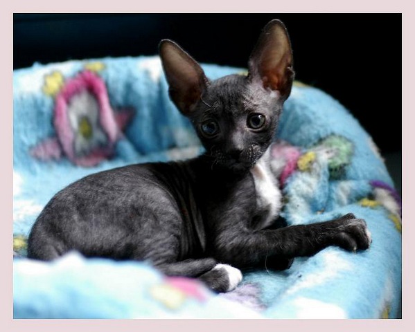 5 weeks - Alchemist Regina - Linssi's kittens