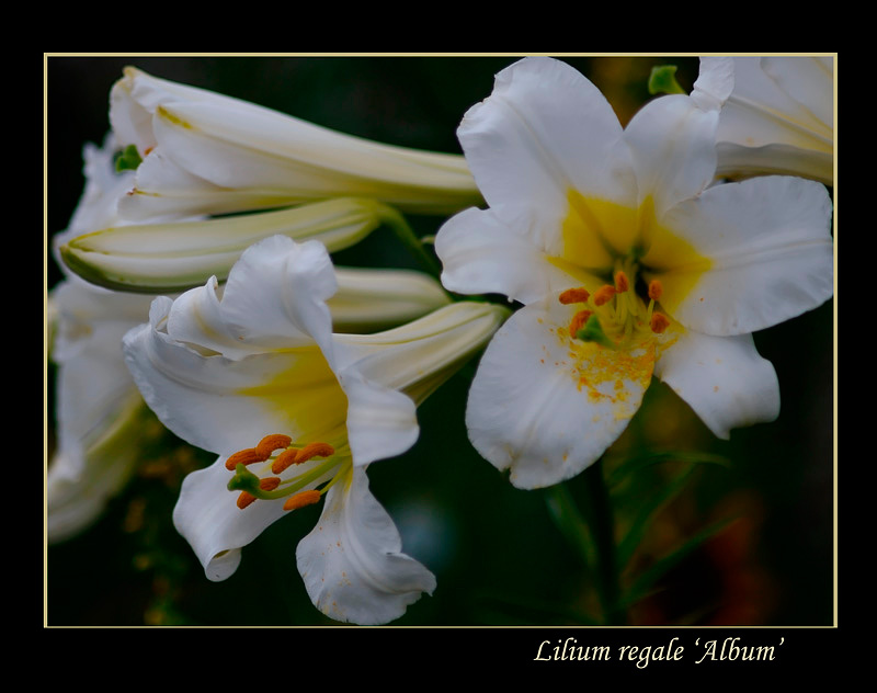 Lilium regale 'Album' 2 - Garden perennials