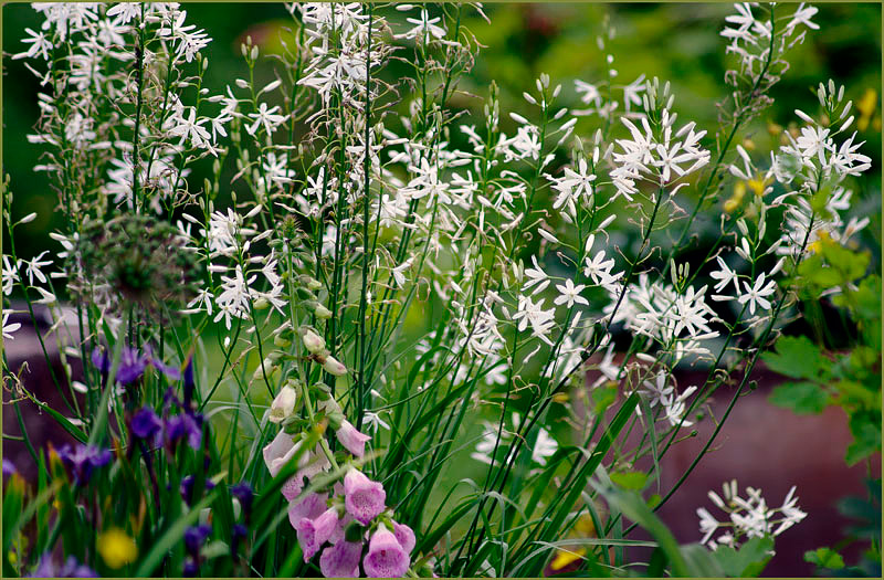 Anthericum liliago - Garden perennials