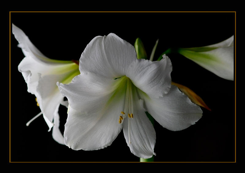 Hippeastrum 'Athene' 2 - Windowsill Garden