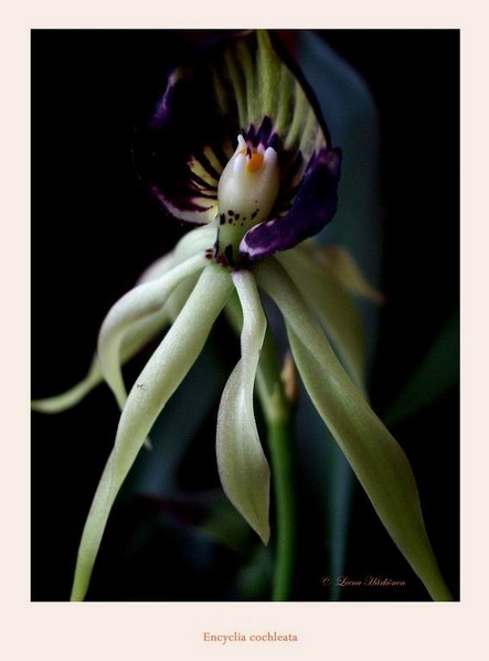 Encyclia cochleata - Orchids