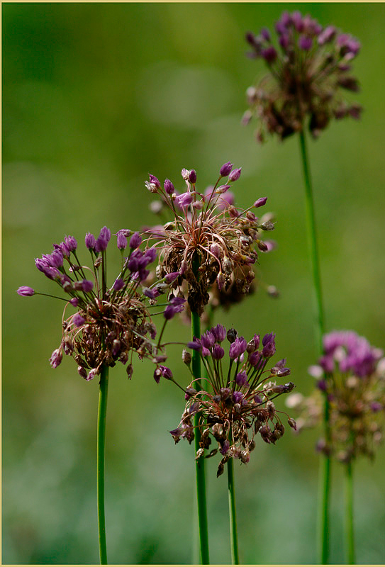Allium sp. - Garden perennials