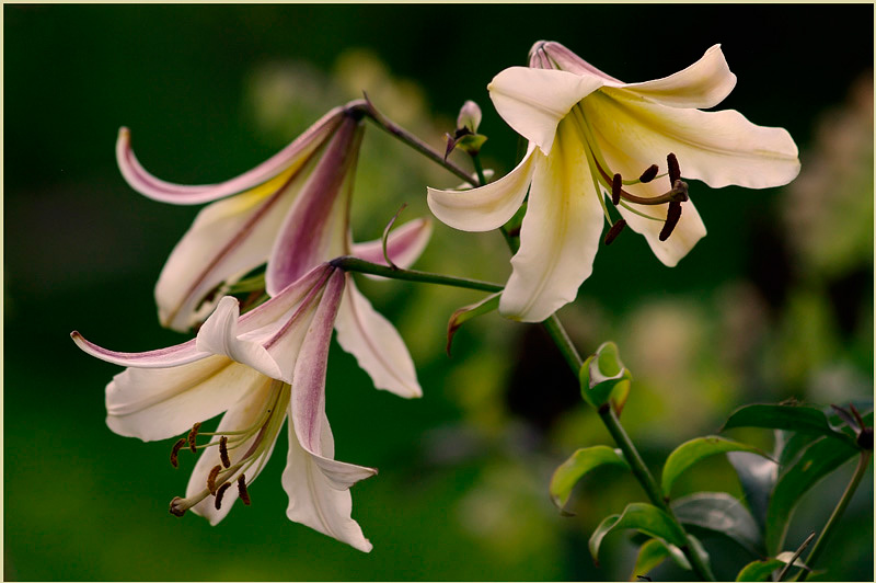 Lilium hybr. Lilijas 2 - Garden perennials