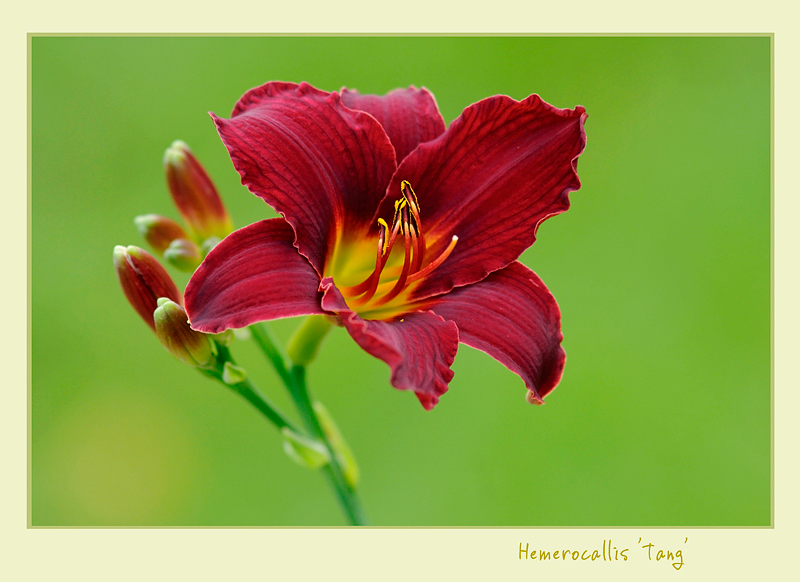 Hemerocallis 'Tang' - Garden perennials