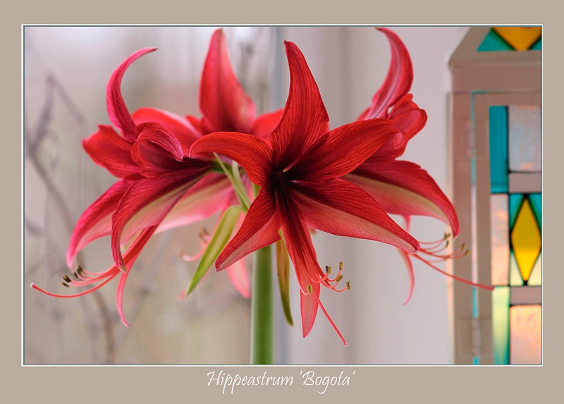 Hippeastrum 'Bogota' 2 - Windowsill Garden
