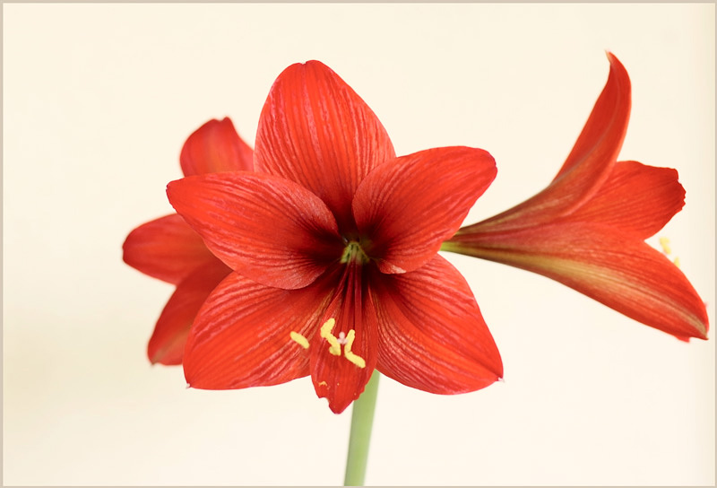 Hippeastrum 'Firecracker' 2 - Windowsill Garden