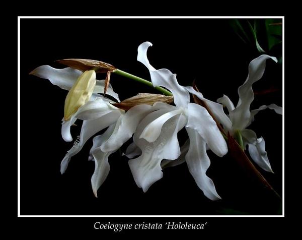 Coelogyne cristata 'Hololeuca' - Orchids