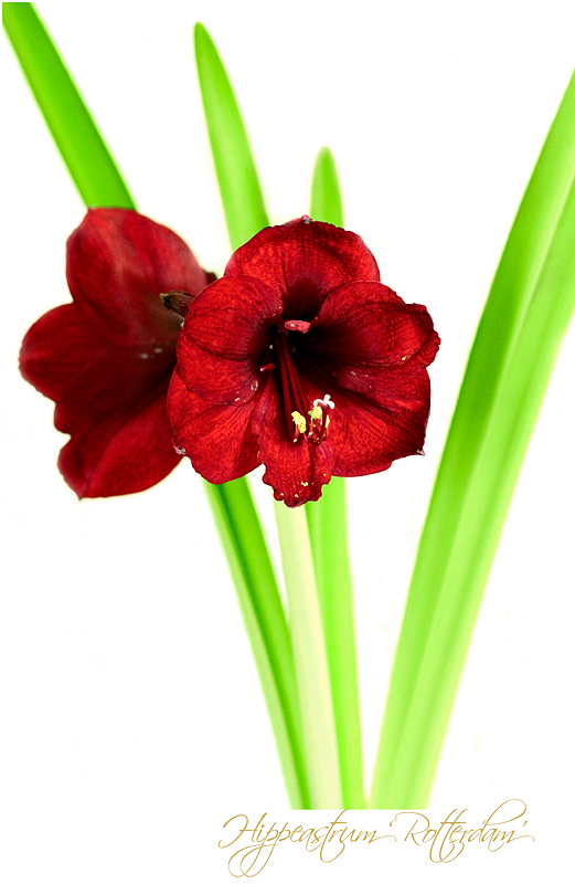 Hippeastrum 'Rotterdam' - Windowsill Garden