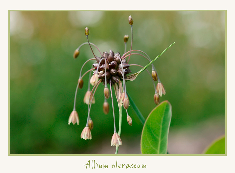 Allium oleraceum - Garden perennials