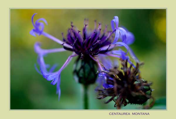 Centaurea montana 2 - Garden perennials