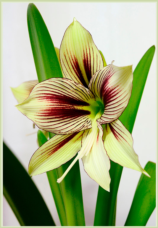 Hippeastrum papilio 1 - Windowsill Garden