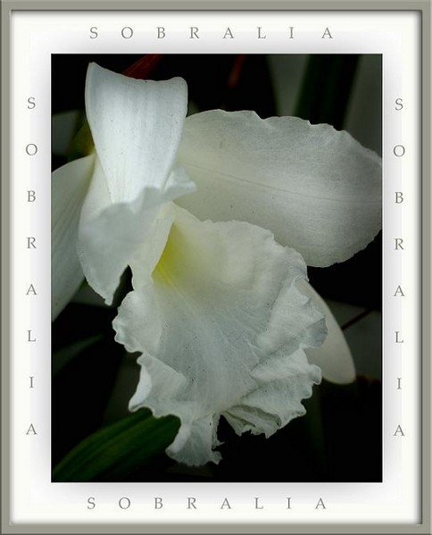 Sobralia macrantha - Orchids