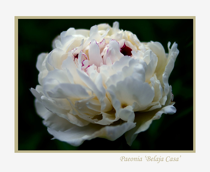 Paeonia lactiflora 'Belaja Casa' - Garden perennials