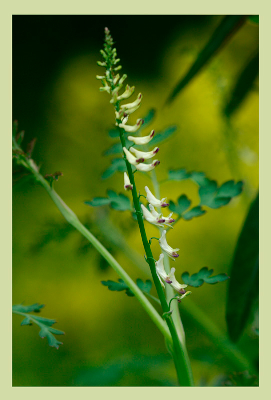 Corydalis ophiocarpa - Garden perennials