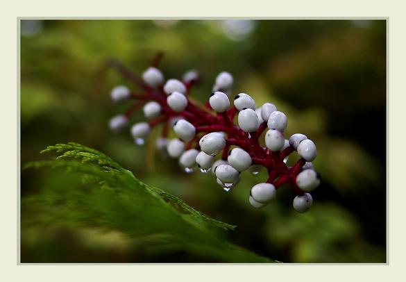Actaea alba - Garden perennials