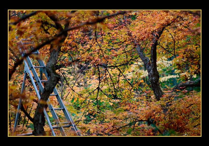 Mustila 17 - Parks and Gardens