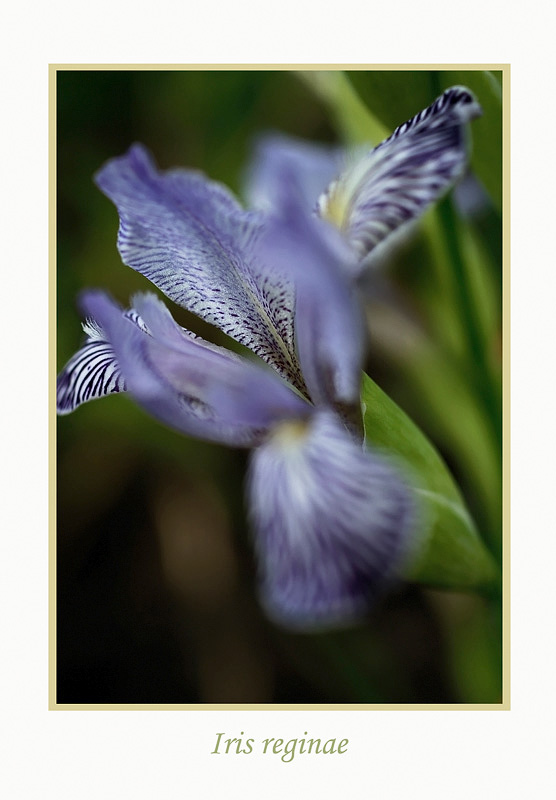 Iris reginae - Garden perennials