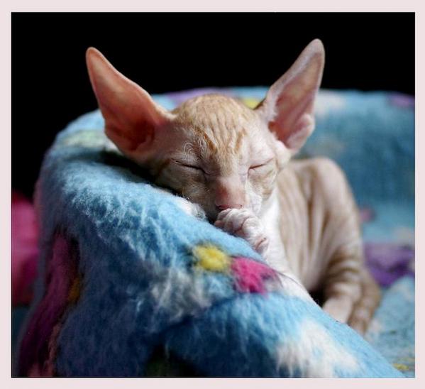 5 weeks - Alchemist Remus - Linssi's kittens