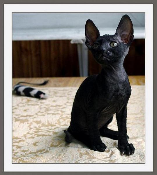 Black girl - Linssi's kittens - the 2nd litter