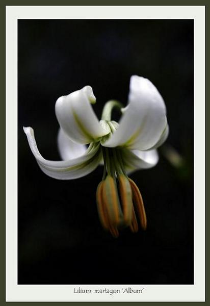 Lilium martagon 'Album' - Garden perennials