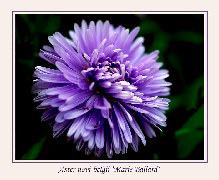 Aster novi-belgii 'Marie Ballard' - Garden perennials