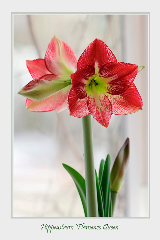 Hippeastrum 'Flamenco Queen' - Windowsill Garden