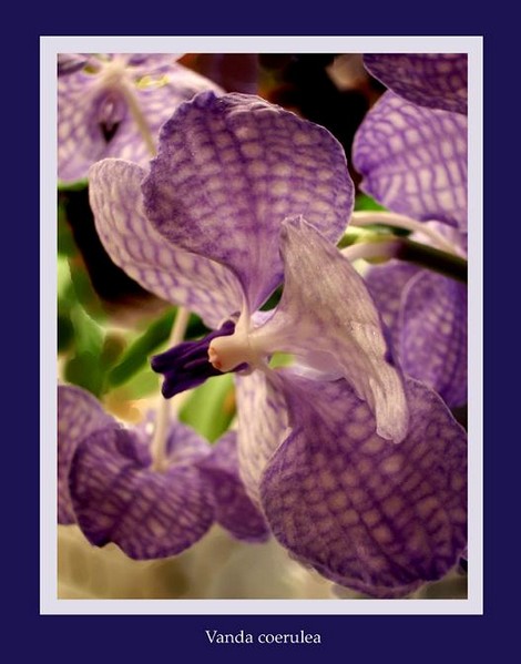 Vanda coerulea 1 - Orchids