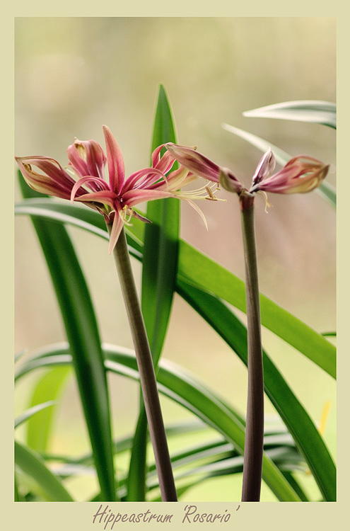 Hippeastrum 'Rosario' 1 - Windowsill Garden