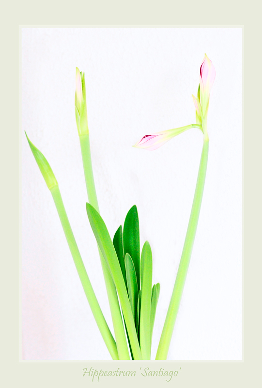 Hippeastrum 'Santiago' - Windowsill Garden