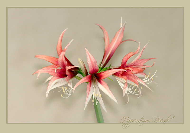 Hippeastrum 'Rosado' 1 - Windowsill Garden