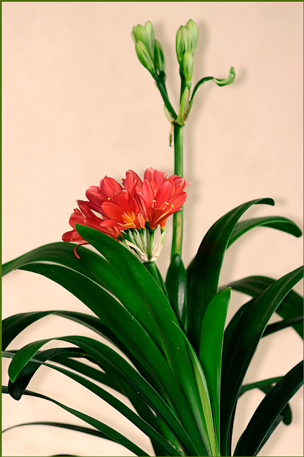 Clivia miniata Red with Green - Windowsill Garden