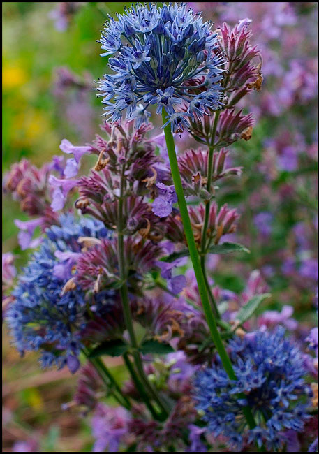 Allium caeruleum - Garden perennials